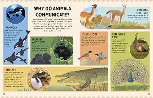 Animal Talk