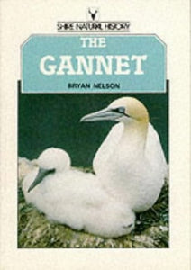 The Gannet 