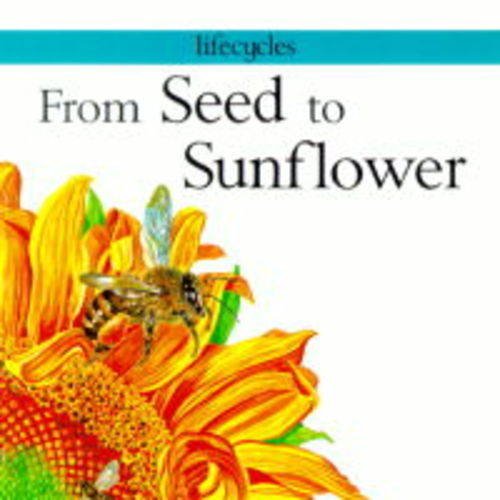 From Seed to Sunflower