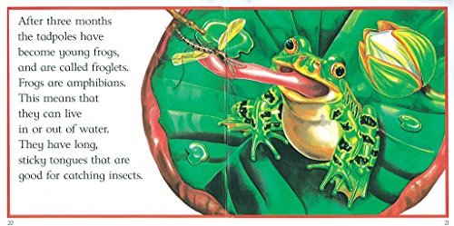 From Tadpole to Frog
