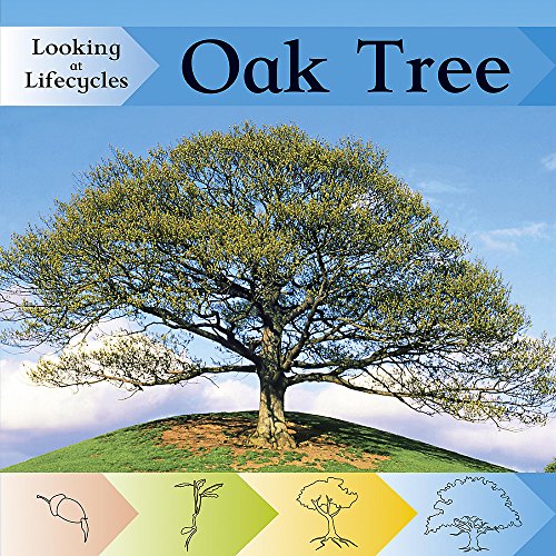Looking at Lifecycles: Oak Tree