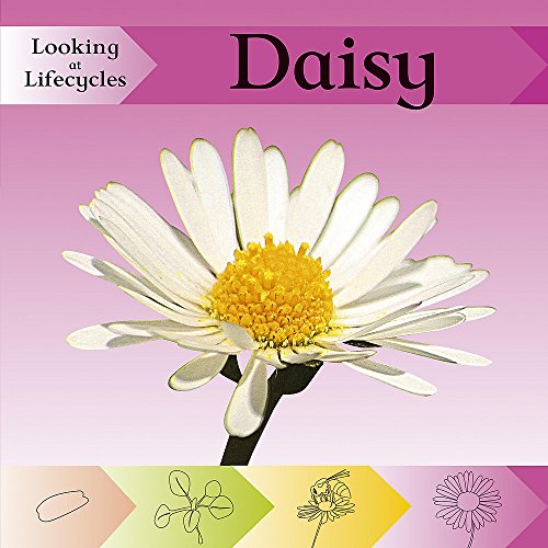 Looking at Lifecycles: Daisy