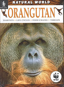 Orangutan 