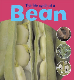 The Life Cycle Of A Bean