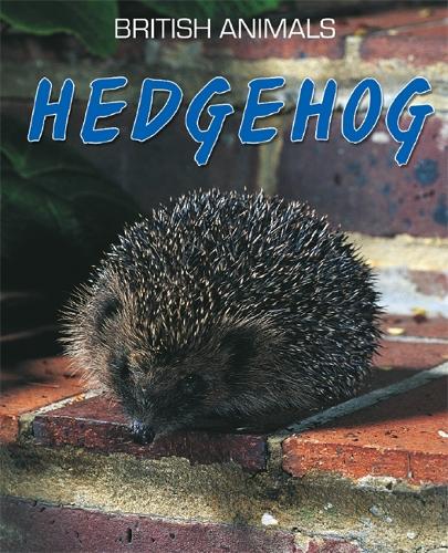 British Animals: Hedgehog