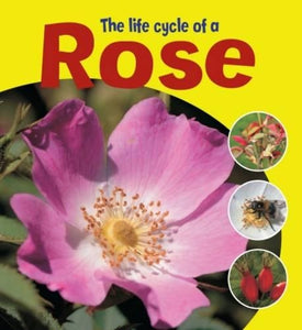 The Life Cycle of a Rose 