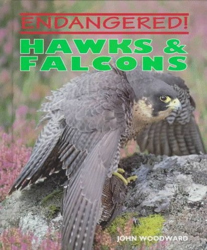 Hawks and Falcons