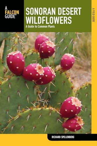 Sonoran Desert Wildflowers