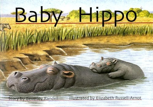 Baby Hippo