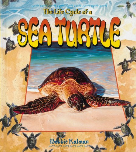 The Life Cycle of a Sea Turtle