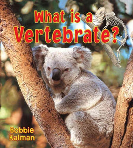 What is a Vertebrate 