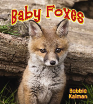 Baby Foxes