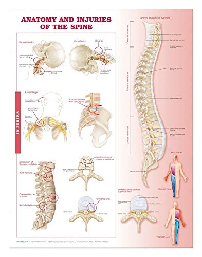 Anatomy and Injuries of the Spine