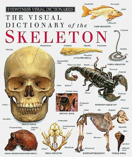 Skeleton