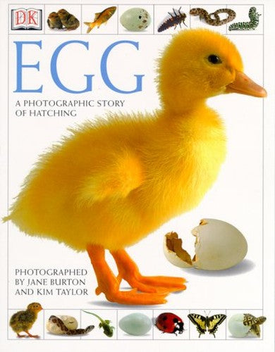Egg