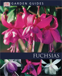 Fuchsias 