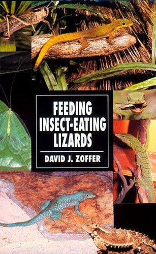 Feeding Insect-eating Lizards