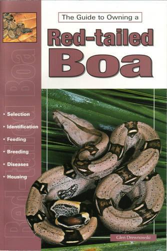 Red-tailed Boas and Other Boa Constrictors