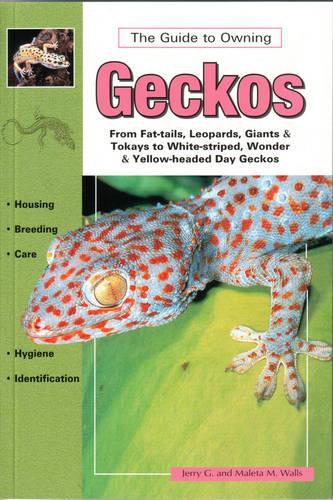 Geckos