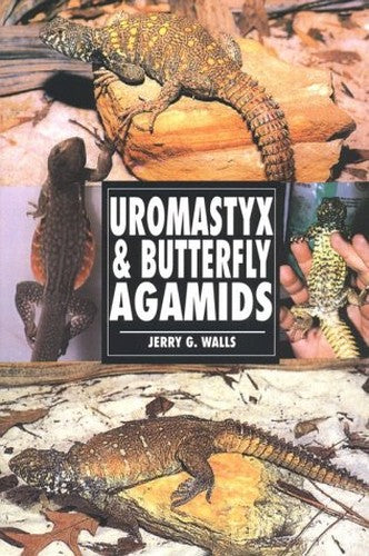 Uromastyx and Butterfly Agamids