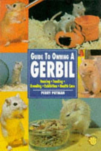 Guide to Owning a Gerbil