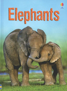 Elephants 