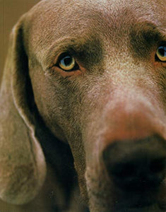 William Wegman Polaroids 