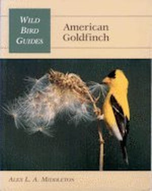 American Goldfinch