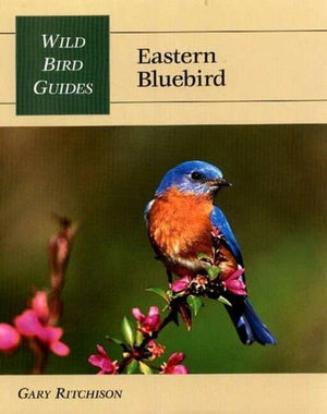 Eastern Bluebird