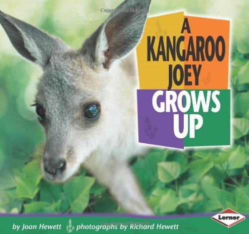 A Kangaroo Joey Grows Up