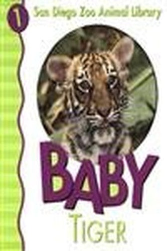Baby Tiger