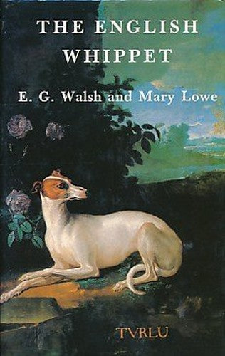 The English Whippet