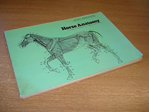 Horse Anatomy