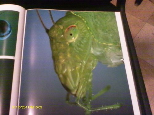 Insect Magic