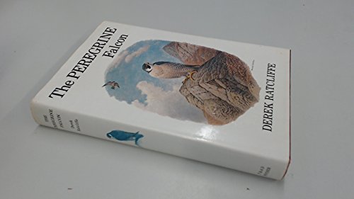 Peregrine Falcon