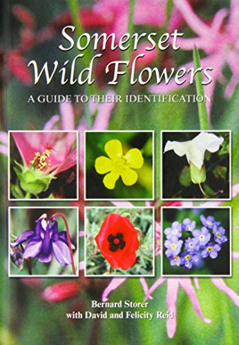 Somerset Wild Flowers