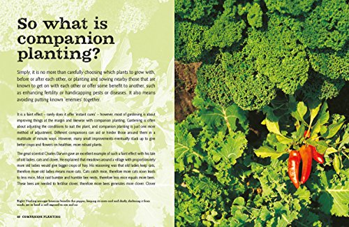 Bob's Basics: Companion Planting