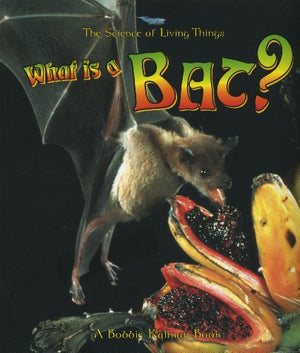 What Is A Bat