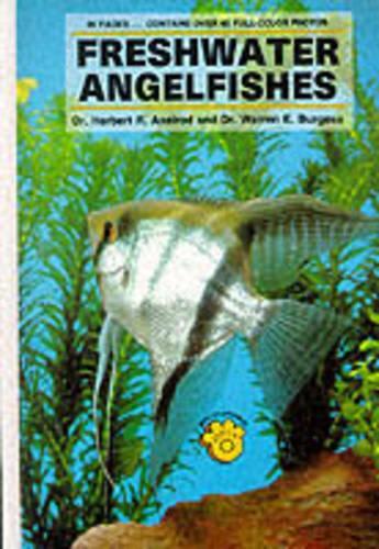 Freshwater Angelfish