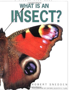What is an Insect 