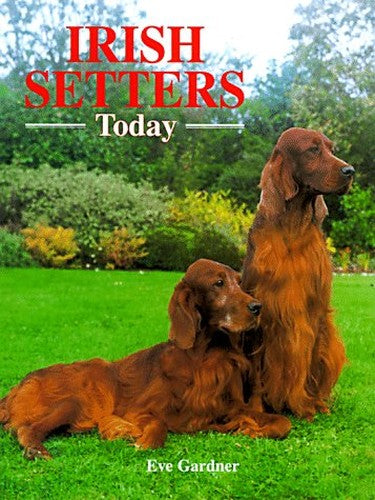 Irish Setters Today