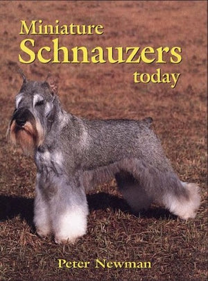 Miniature Schnauzers Today