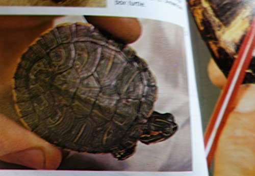 Turtles