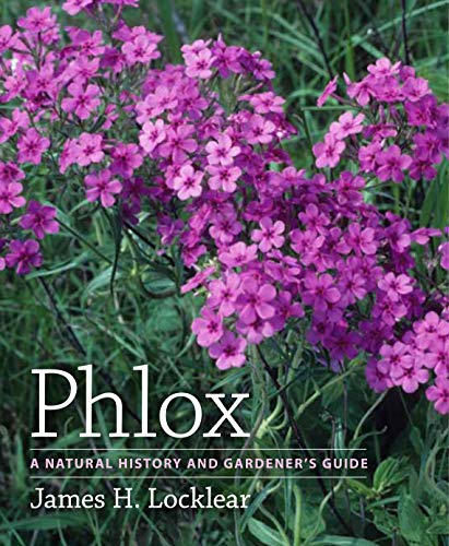 Phlox