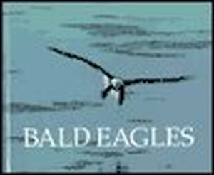 Bald Eagles 