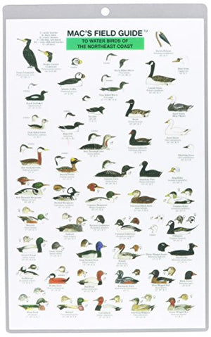 Mac's Field Guides: Northeast Coastal Water Birds
