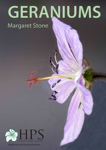 Geraniums