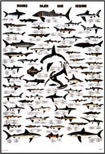 Sharks