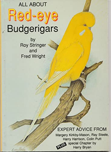 All About Red-eye Budgerigars