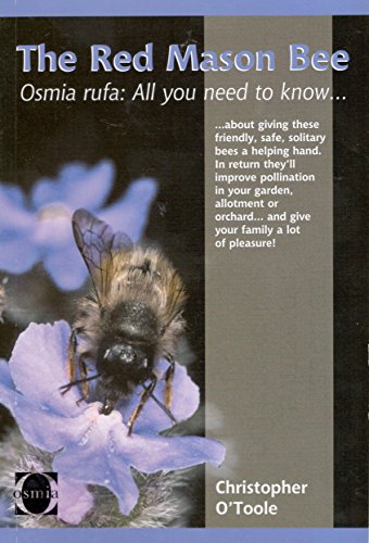 The Red Mason Bee